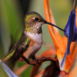 Close-up of bird perching on feeder