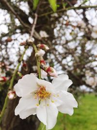 Close-up of fresh white flowers on tree