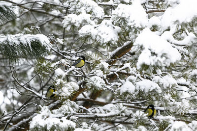 Low angle view of bird perching on snow