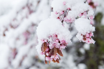 Snow covered cherry blossom in spring