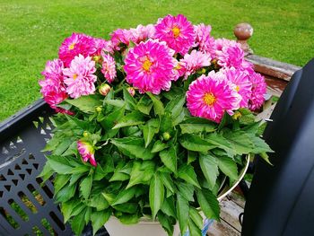 High angle view of flowers blooming outdoors