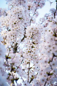 Close-up of white cherry blossoms in spring