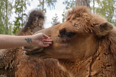 Cropped hand touching horse