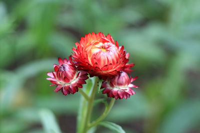 Close-up of red pink flower