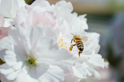 Bee flying near a white cherry flower.