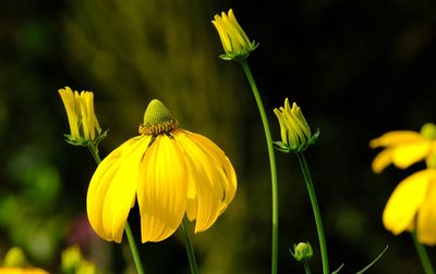 Close-up of yellow flowering plant