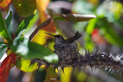 Close-up of bird on branch