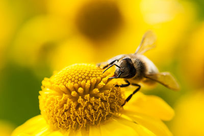 Close-up of bee pollinating on yellow flower