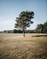 Tree on field against sky