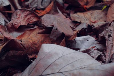 Full frame shot of dry leaves on field