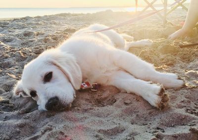 Dog resting on beach