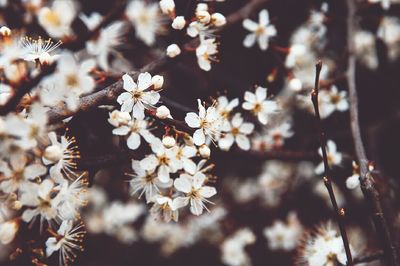 Close-up of white flowers