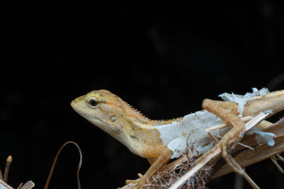 Close-up of lizard