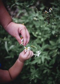 Directly above shot of mother giving flower to daughter