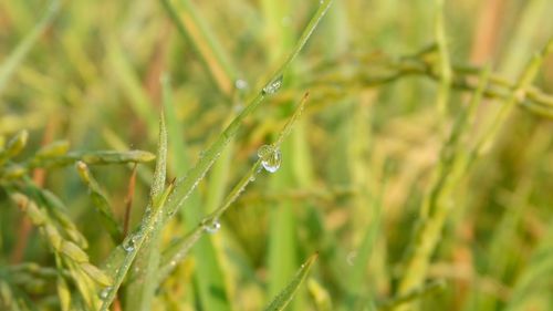 Close-up of wet plant during rainy season