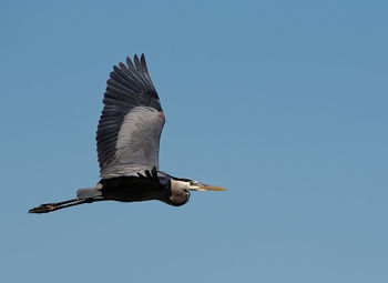 Low angle view of bird flying against blue sky