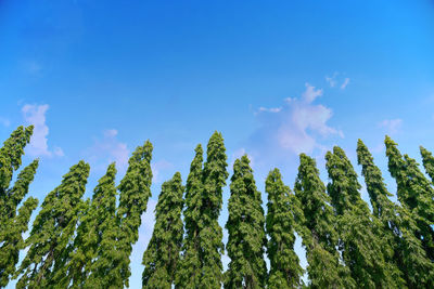 Green wall plant polyalthia longifolia tree on beautiful sky background