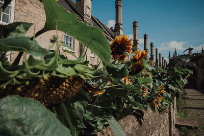 Low angle view of plants against building