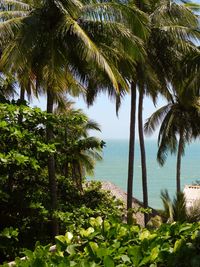 Palm trees by sea against sky