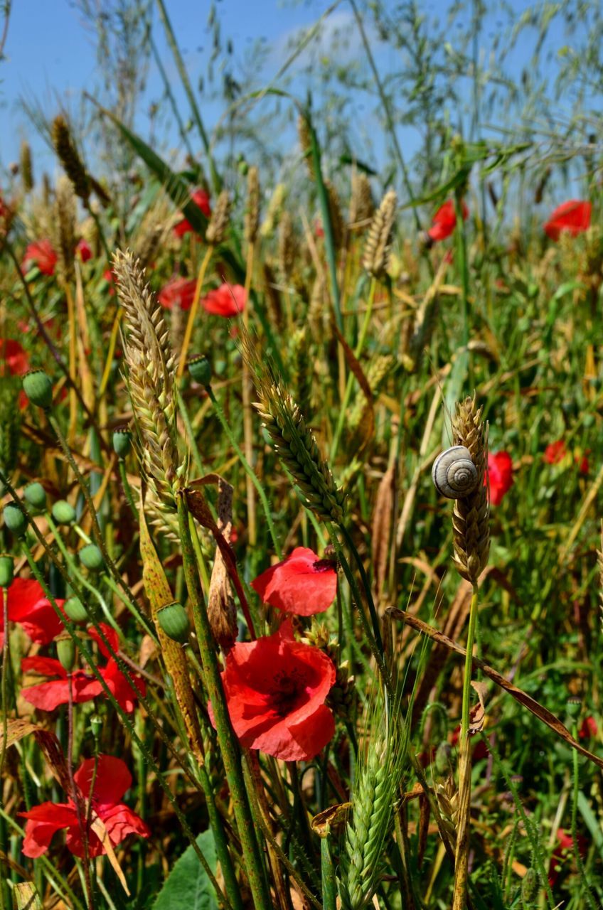 red, freshness, growth, flower, plant, focus on foreground, nature, beauty in nature, close-up, poppy, fragility, field, stem, day, outdoors, no people, bud, selective focus, growing, blooming