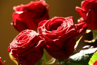 Close-up of red roses