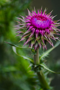 Close-up of purple flowering plant
