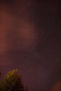 Low angle view of trees against sky at night