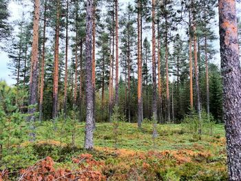 Trees in forest