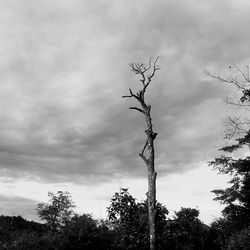 Low angle view of bare trees against sky
