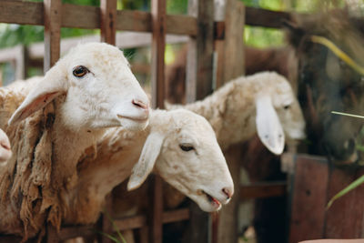 Close-up of goat