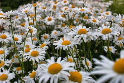 Daisies blooming outdoors