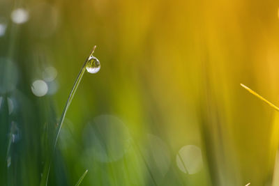 Close-up of raindrops on grass