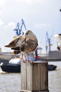 Seagull perching on wooden post