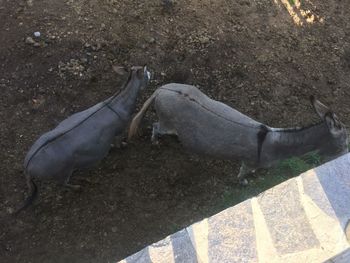 High angle view of horse on field