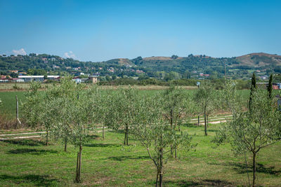 Scenic view of field against blue sky