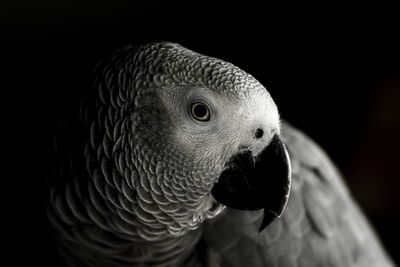 Close-up portrait of a bird over black background