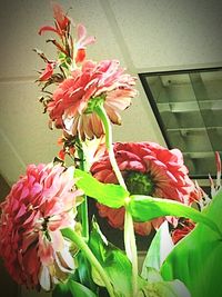 Close-up of pink flower blooming outdoors