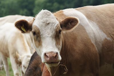 Close-up of cow