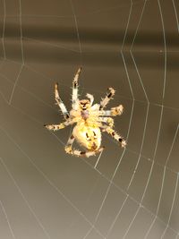 spider web