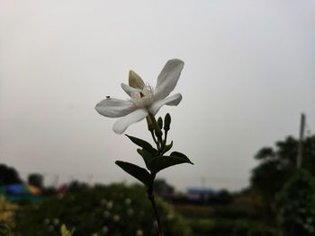 Close-up of white flowering plant against sky