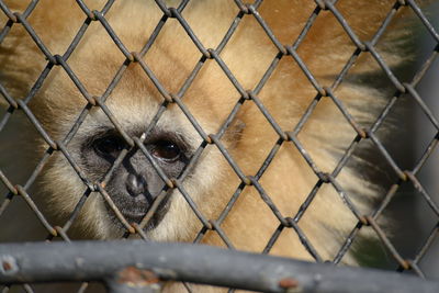 Close-up of chainlink fence in cage at zoo