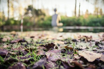 Surface level of grass