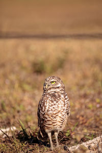Close-up of a bird perching on a field