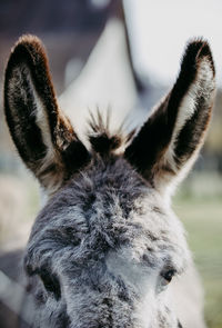 Close-up of an animal