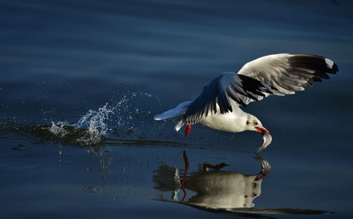 Seagulls flying over lake