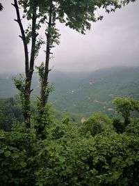 Scenic view of forest against sky