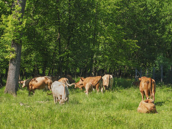 Flock of cows on a meadow. brown and white cows. green meadow.