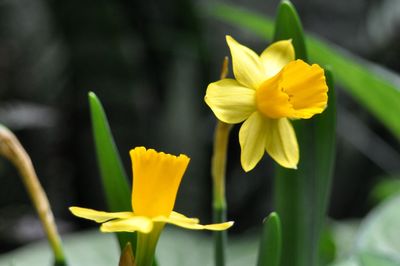 Close-up of yellow daffodil flowers