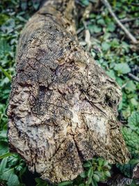 Close-up of tree stump