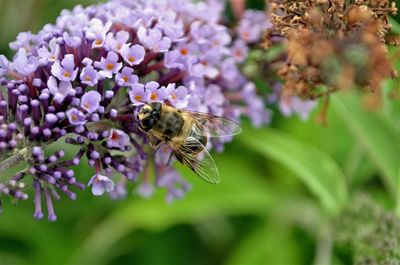 Close-up of bee pollinating on purple flower